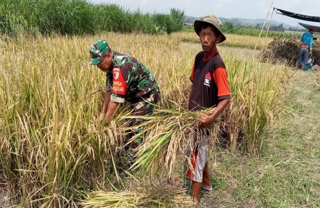 Terjun Ke Lapangan, Serma Kukuh Rubianto Bantu Warga Bendosari Panen Padi