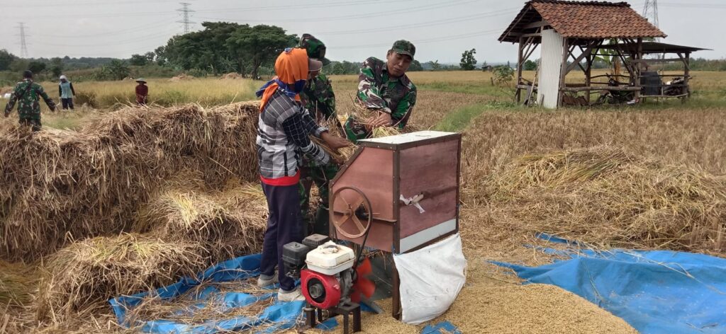 Babinsa Desa Gading Koramil 0803/03 Balerejo Lakukan Pendampingan Panen Padi