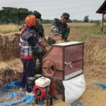 Babinsa Desa Gading Koramil 0803/03 Balerejo Lakukan Pendampingan Panen Padi