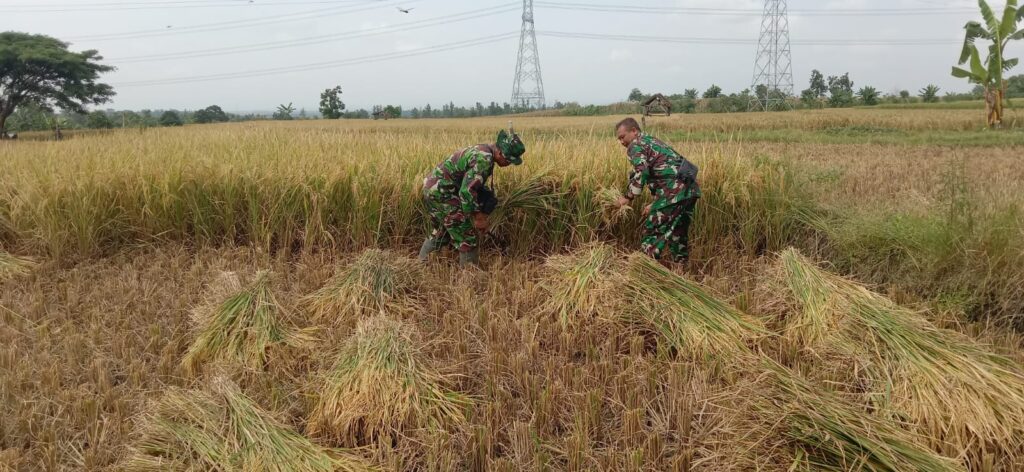 Babinsa Desa Gading Koramil 0803/03 Balerejo Lakukan Pendampingan Panen Padi