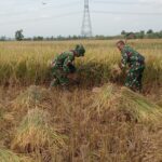 Babinsa Desa Gading Koramil 0803/03 Balerejo Lakukan Pendampingan Panen Padi