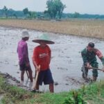 Babinsa Desa Bajulan Lakukan Pendampingan Penyiapan Lahan Tanam Padi