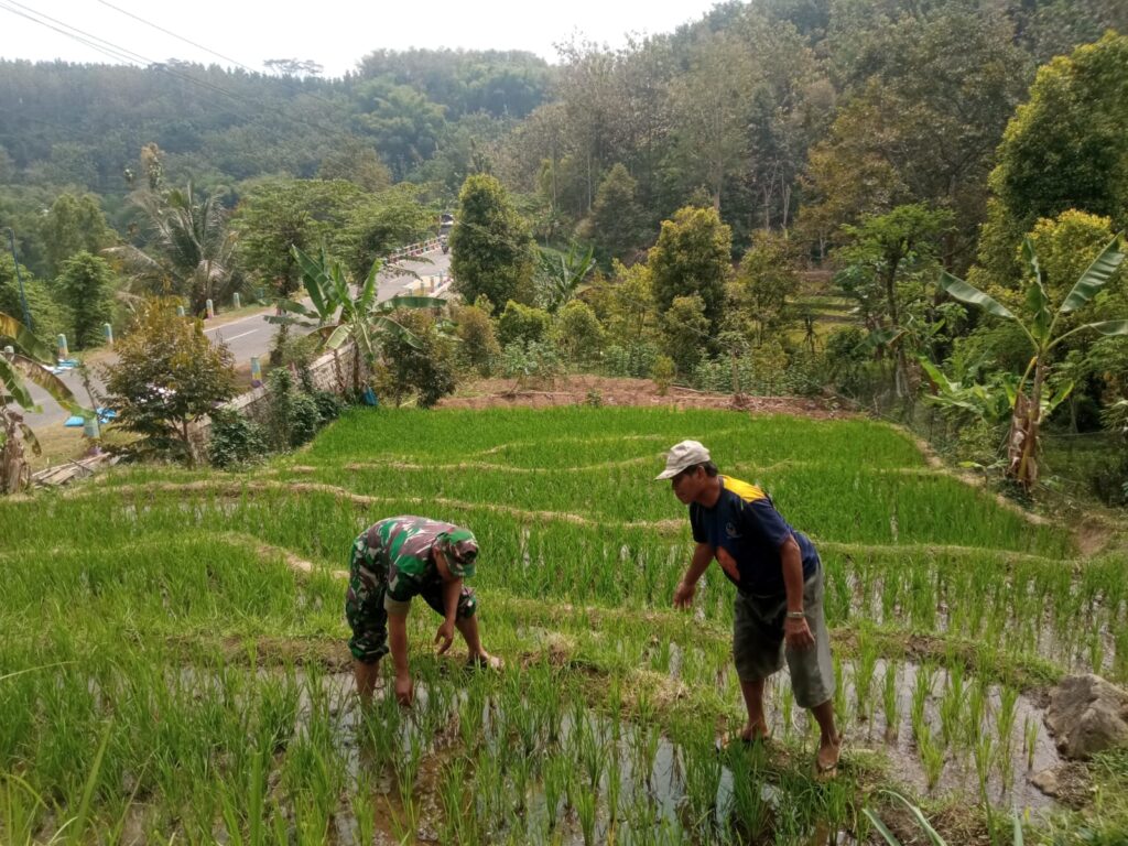 Babinsa Desa Segulung Bantu Petani Merawat Tanaman Padi.