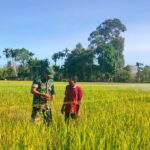 Pastikan Tanaman Padi Terbebas Dari Hama, Babinsa Koramil 04/Mrb Bersama Petani Langsung Terjun Ke Tengah Sawah