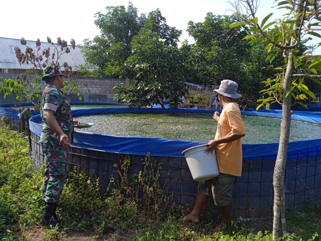 Babinsa Desa Ketawang Lakukan Pendampingan Ketahanan Pangan untuk Peternak Ikan Lele.