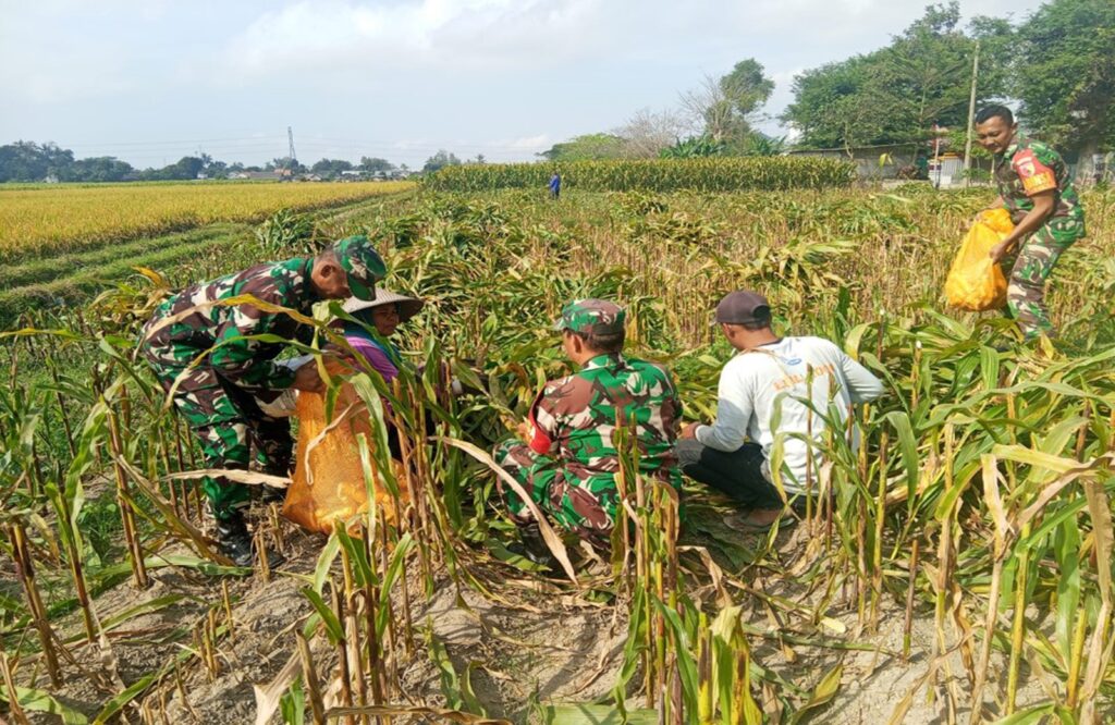 Dukung Ketahanan Pangan, Babinsa Koramil Garum Bantu Panen Jagung Warga Binaannya