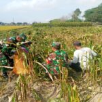 Dukung Ketahanan Pangan, Babinsa Koramil Garum Bantu Panen Jagung Warga Binaannya