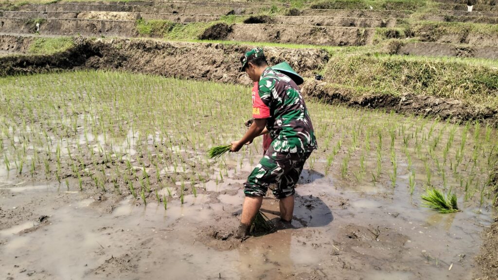 Babinsa Desa Ketandan Laksanakan Pendampingan Penanaman Padi