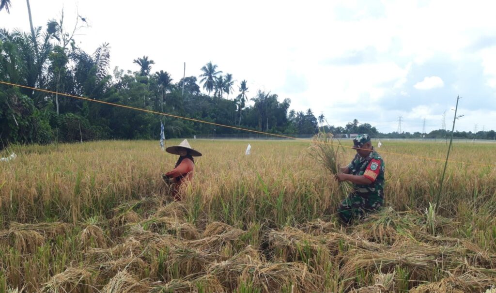 Babinsa Koramil 04/Meureubo Bantu Petani Di Wilayah Binaan Dalam Memanen Padi Dengan Menggunakan Alat Tradisional Sabit