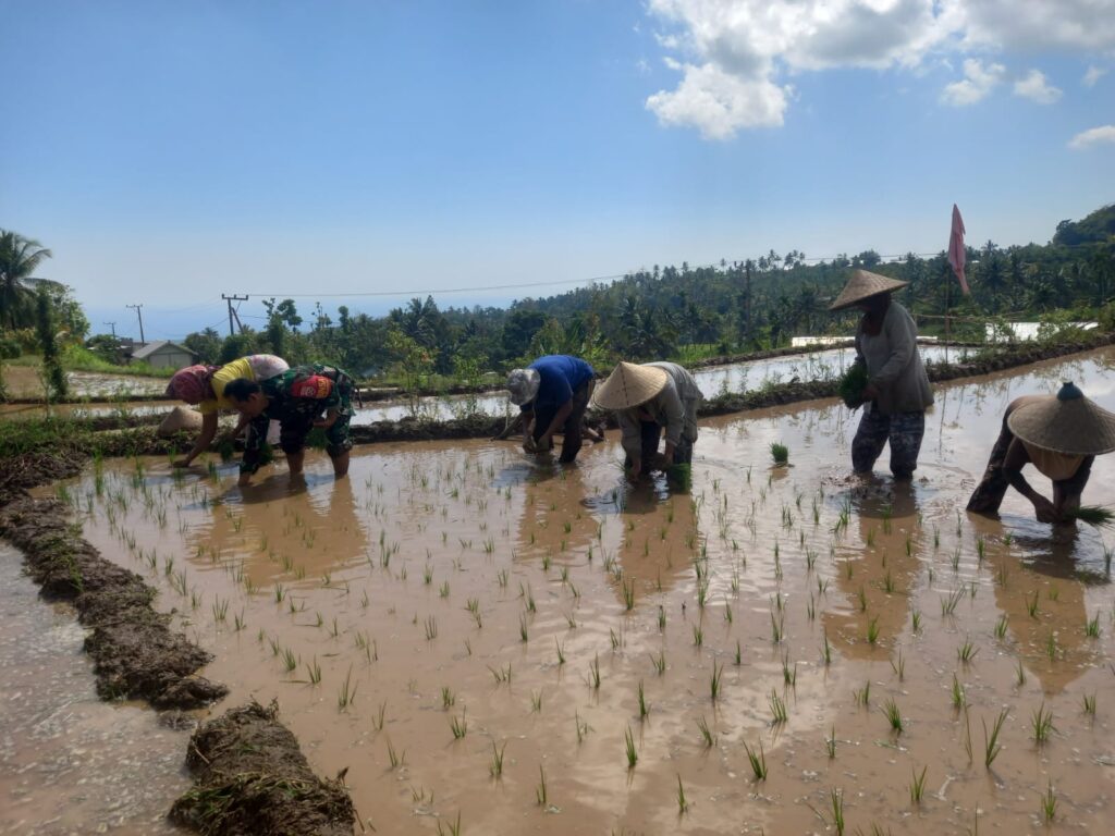 Sinergi TNI dan Petani: Babinsa Bayan Terjun Langsung Dukung Ketahanan Pangan Desa