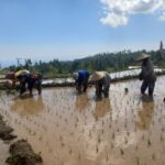 Sinergi TNI dan Petani: Babinsa Bayan Terjun Langsung Dukung Ketahanan Pangan Desa