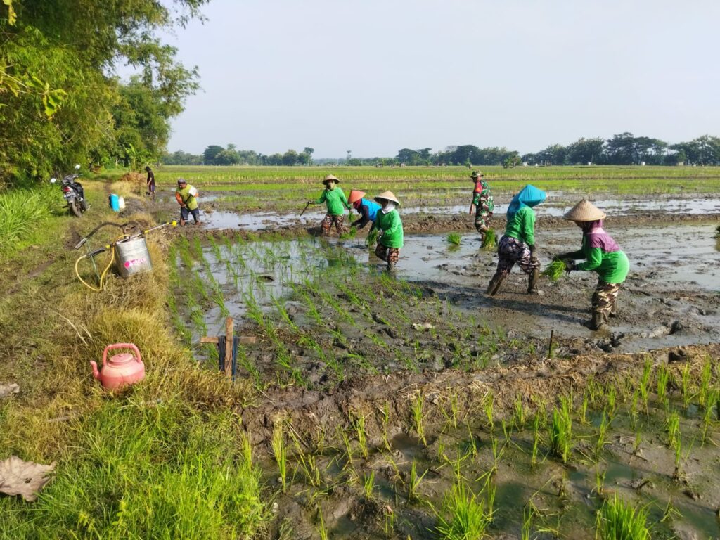 Babinsa Koramil 0803/11 Geger Laksanakan Pendampingan Penanaman Padi.