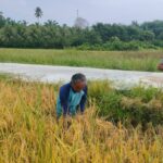 Begini Cara Babinsa Koramil 04/Meureubo Dalam Mewujudkan Pemberdayaan Wilayah Bidang Pertanian