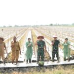 Sukseskan Program Hanpangan, Kodim Madiun Tanam Melon di Lahan Seluas 2 Hektare.