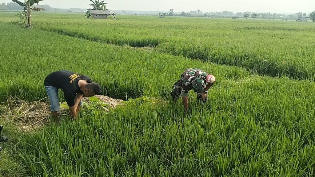 Pendampingan Babinsa dalam Pemeliharaan Tanaman Padi di Desa Mruwak