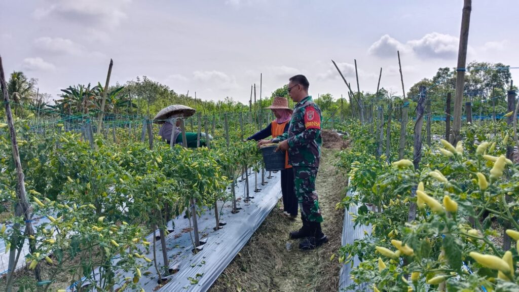 Babinsa Bantu Petani Labuan Amas Utara Raih Hasil Optimal