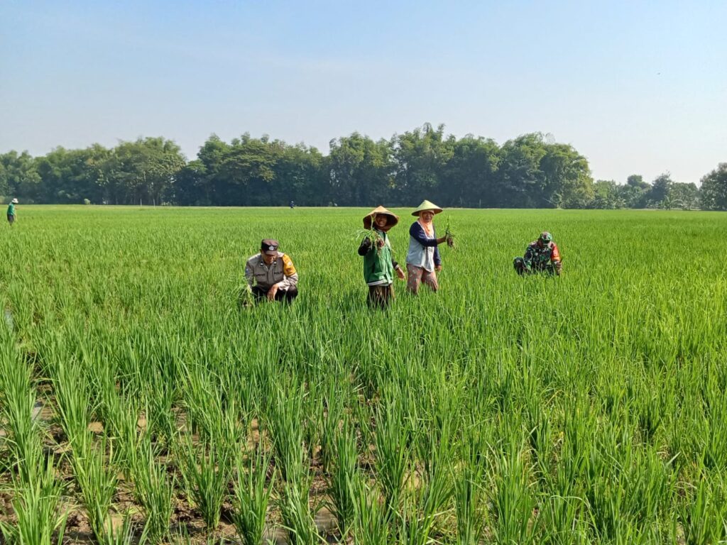 Pendampingan Penyiangan Rumput oleh Babinsa Desa Sukosari