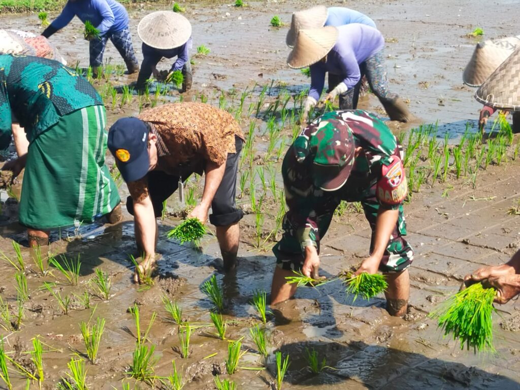 Tanam Padi Jajar Legowo, Perhiptani NTB Dorong Produktivitas Petani Lombok