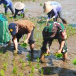 Tanam Padi Jajar Legowo, Perhiptani NTB Dorong Produktivitas Petani Lombok