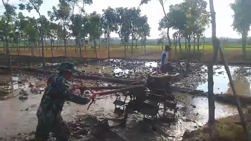 Babinsa Sugihwaras Melaksanakan Pendampingan Pengolahan Lahan untuk Persiapan Tanam Padi.