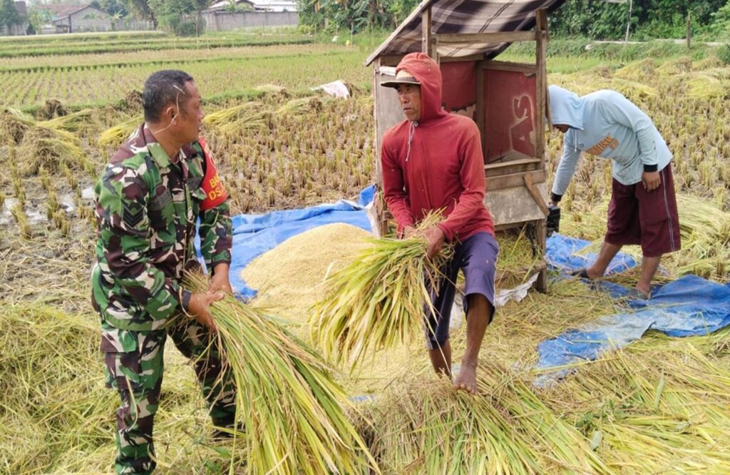 Sukseskan Ketahanan pangan, Babinsa Bantu Petani Panen Padi