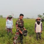 Anggota Koramil Balerejo Lakukan Pendampingan Panen Kacang Hijau di Desa Kebon Agung