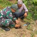 Dukungan Koramil Simpang Empat ” Tanam Bibit Pohon Buah Desa Sungai Tabuk 