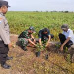 Dukung Penghijauan Di Wilayah Binaan, Koramil Danau Panggang Bersama Warga Tanam Pohon