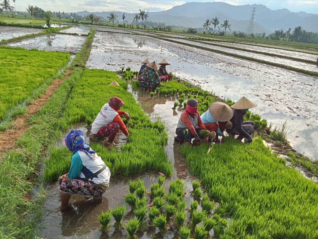 Babinsa Tanjung Dampingi Petani Tanam Padi Infari 32