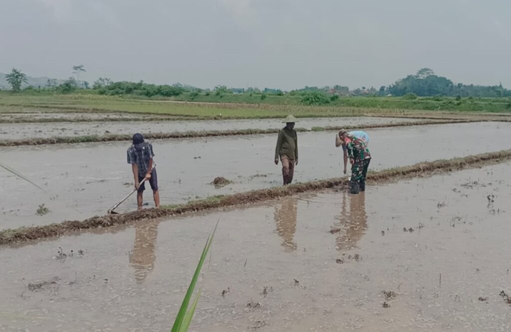 Babinsa Sertu Edi Siswanto Bantu Dan Semangati Petani, Mengolah Lahan Tanam Padi Di Desa Kaligrenjeng