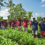 Dukung Program Ketahanan Pangan, Lapas Lombok Barat Panen Raya Kangkung