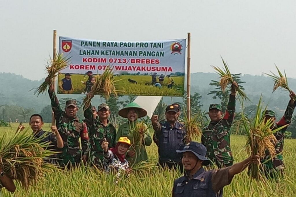 Koramil Bantarkawung Panen Padi Protani