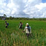 Babinsa Koramil 13/Barong Tongkok Mengikuti Program Gerakan Pengendalian OPT di Kampung Binaan