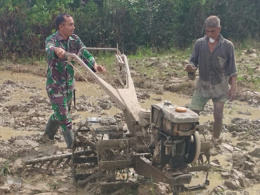 Sukseskan Ketahanan Pangan, Babinsa Koramil 03 Kaway XVI Terjun Kesawah