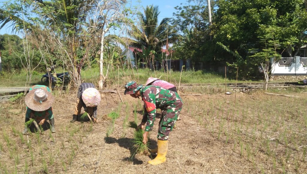 Babinsa Haruyan Jalin Kemitraan dengan Petani, Tingkatkan Produksi Padi