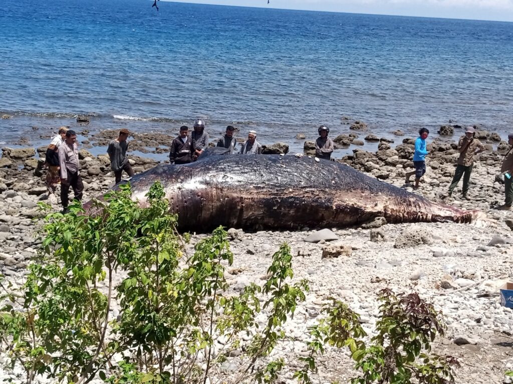 Polsek Wera Evakuasi Bangkai Paus Sperma Terdampar di Pantai Nangawera