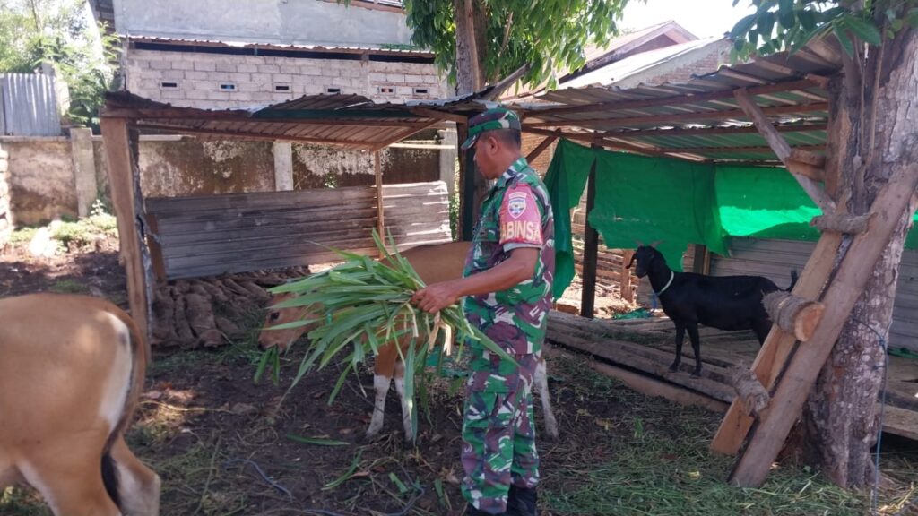 Sentra Peternakan Sapi dan Kambing Kodim 1614/Dompu, Pusatkan di Dalam Area Pertanian Terpadu