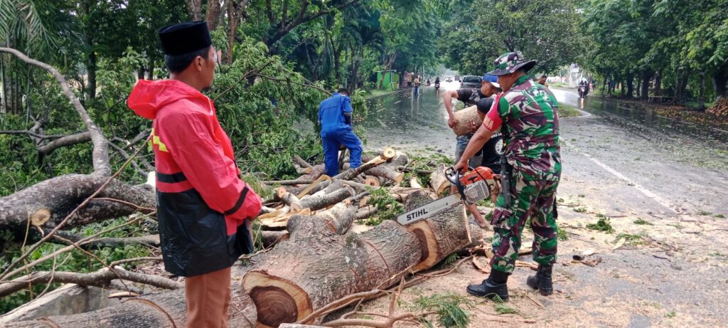 Hujan Deras dan Angin Kencang, Babinsa dan BPBD Atasi Pohon Tumbang