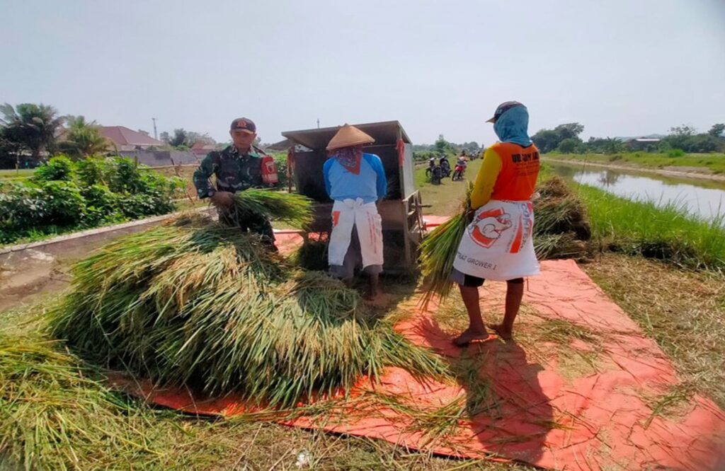 Bantu Panen Padi, Wujud Pendampingan Babinsa Kademangan Mensukseskan Program Swasembada Pangan