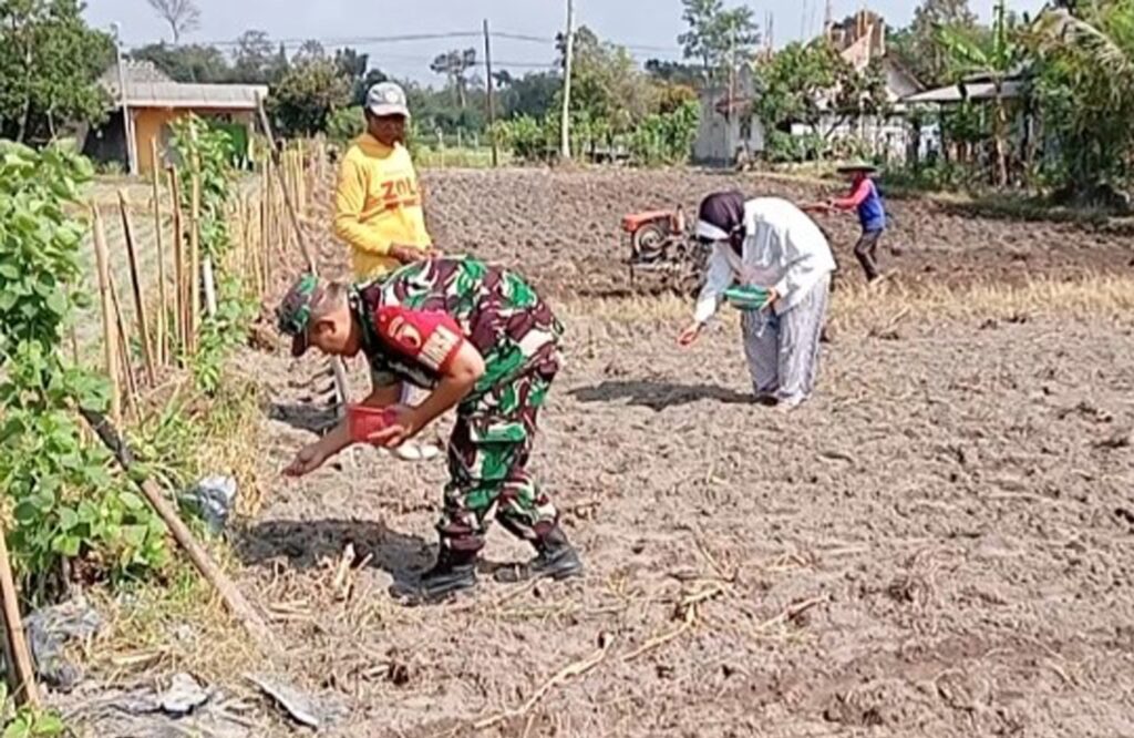 Jaga Ketahanan Pangan, Babinsa Tanggung Bantu Petani Tanam Jagung Hibrida