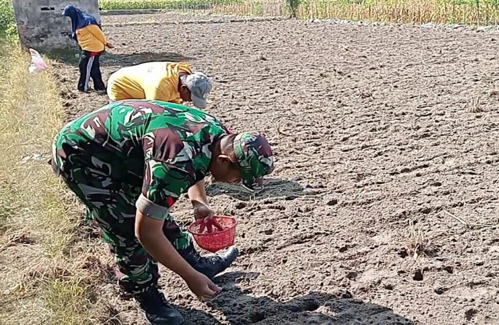 Jaga Ketahanan Pangan, Babinsa Tanggung Bantu Petani Tanam Jagung Hibrida