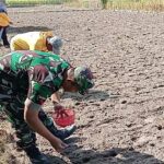 Jaga Ketahanan Pangan, Babinsa Tanggung Bantu Petani Tanam Jagung Hibrida