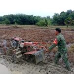 Babinsa Barabai Berdayakan Petani, Tingkatkan Produksi Padi