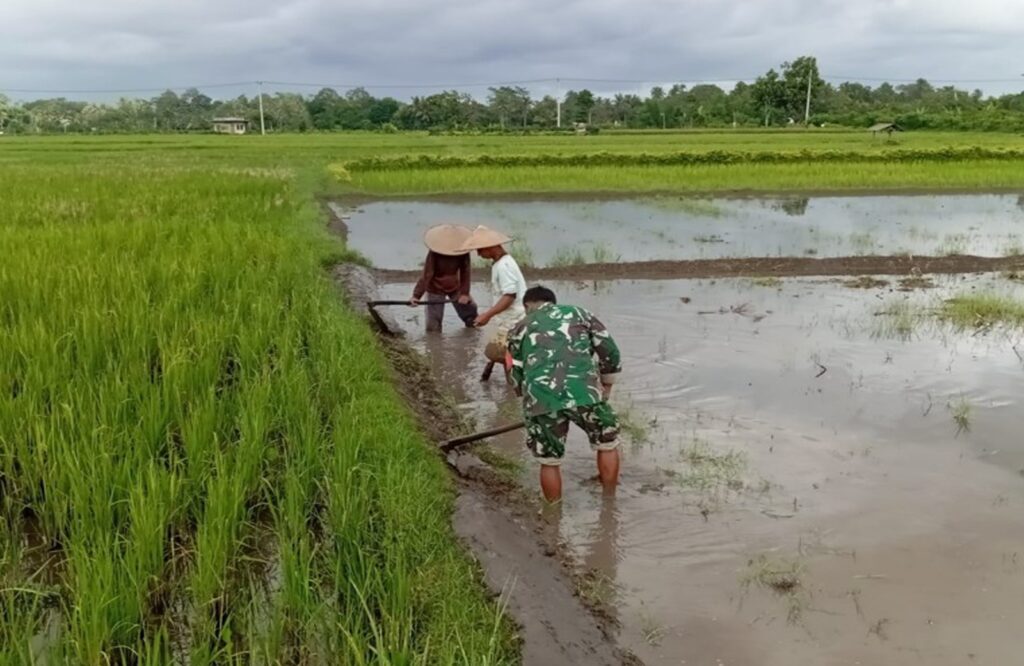 Babinsa Desa Mronjo Turun Langsung Ke Sawah Bantu Petani Siapkan Lahan Tanam Padi