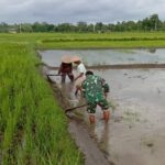 Babinsa Desa Mronjo Turun Langsung Ke Sawah Bantu Petani Siapkan Lahan Tanam Padi