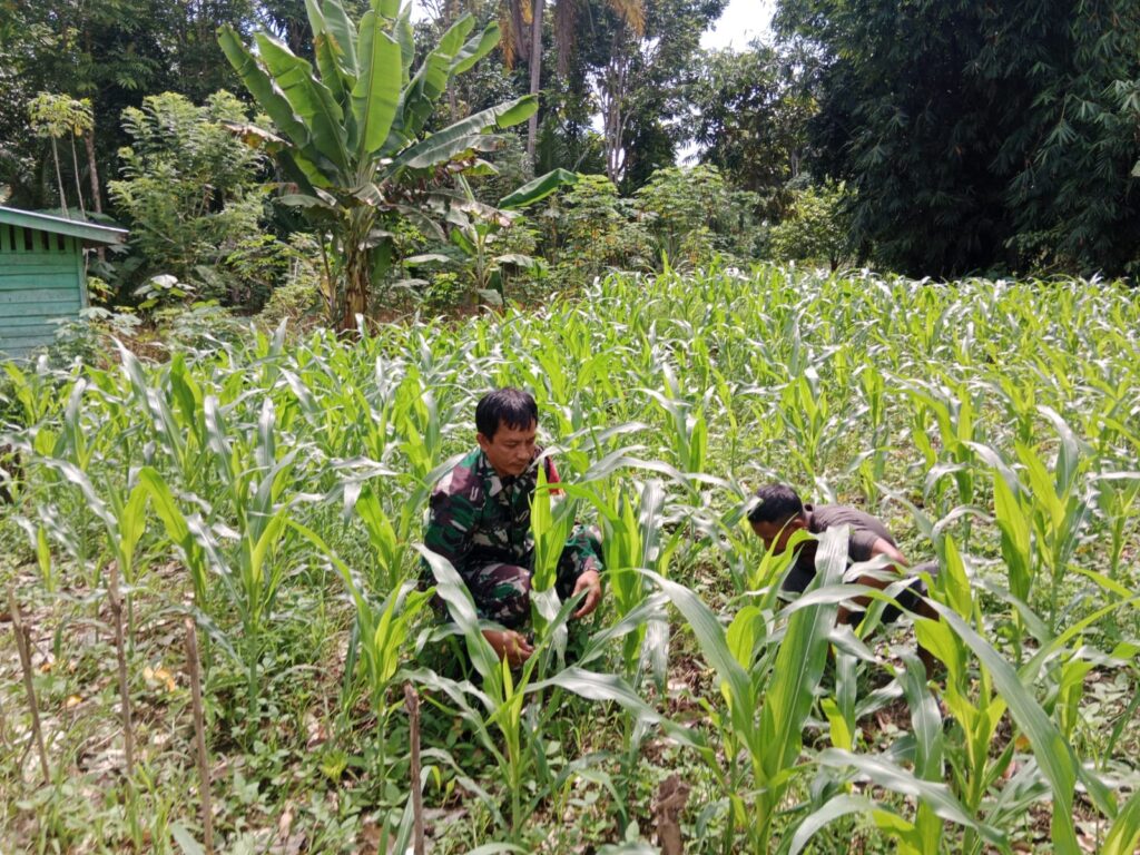 Babinsa Bantu Petani Bersihkan Hama Rumput Jagung