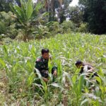 Babinsa Bantu Petani Bersihkan Hama Rumput Jagung