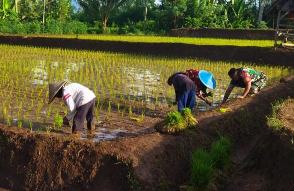 Genjot Swasembada Pangan, Babinsa Slorok Bantu Petani Tanam Padi