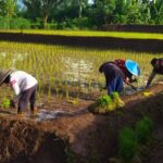 Genjot Swasembada Pangan, Babinsa Slorok Bantu Petani Tanam Padi