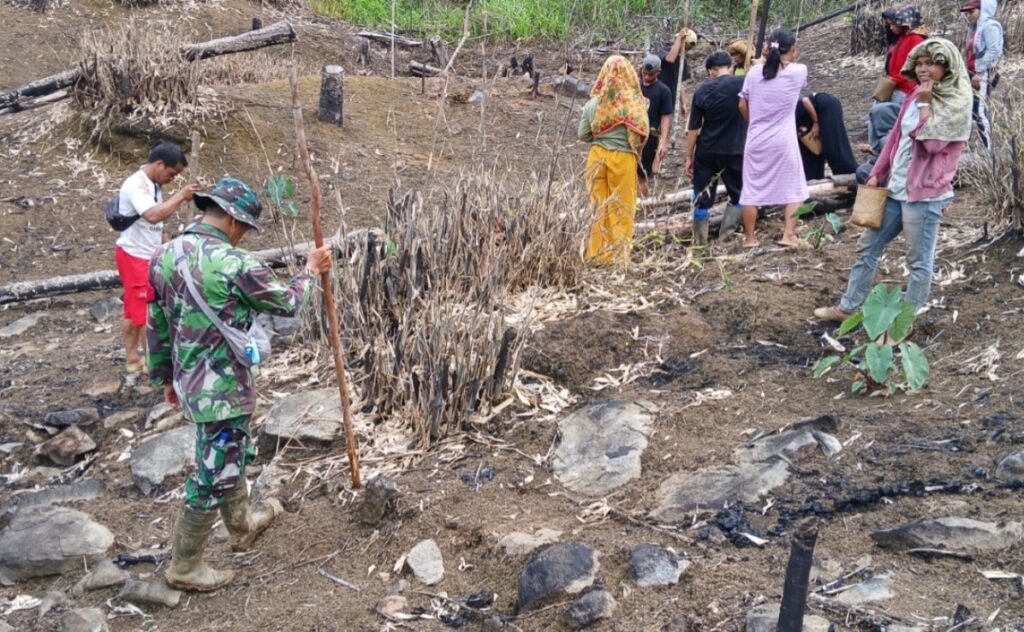 TNI Dukung Swasembada Pangan, Babinsa Batang Alai Selatan Bantu Warga Atiran Tanam Padi